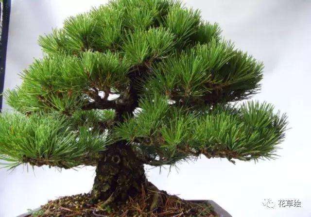 黑松盆景不长新芽