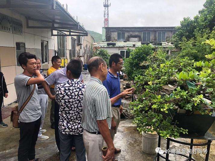 第十二届粤港澳台盆景博览会