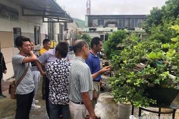 2019年 第十二届粤港澳台盆景博览会