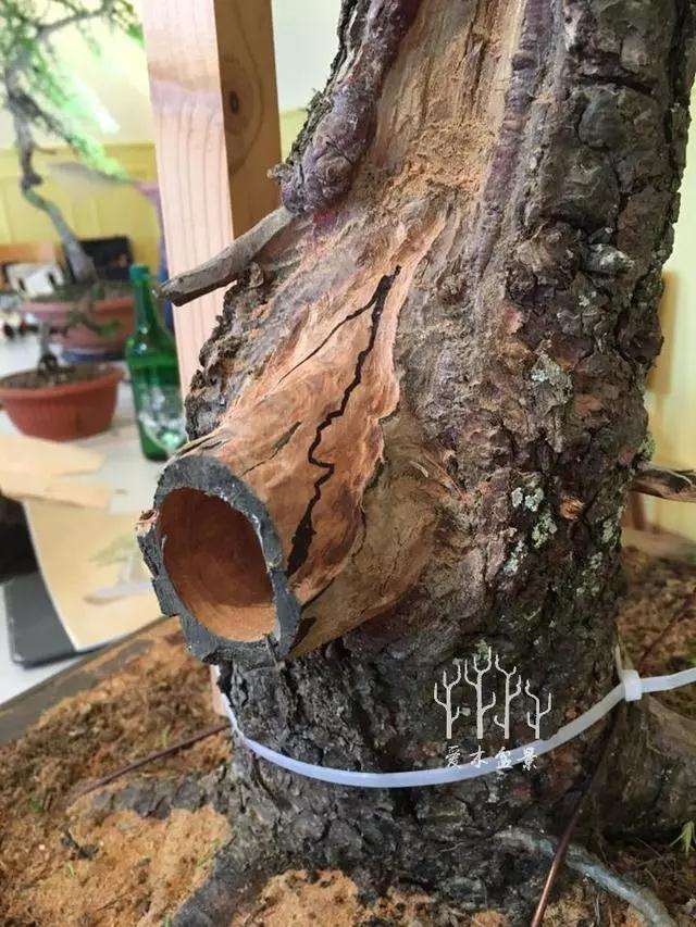 松树盆景大截口怎么处理的方法