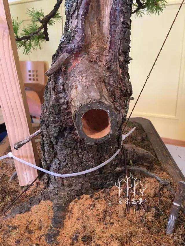 松树盆景大截口怎么处理的方法