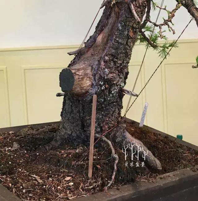 松树盆景大截口怎么处理的方法