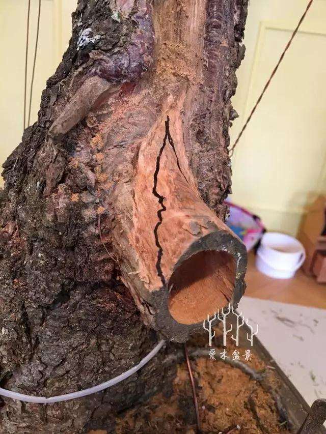 松树盆景大截口怎么处理的方法