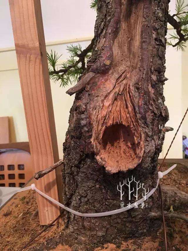 松树盆景大截口怎么处理的方法