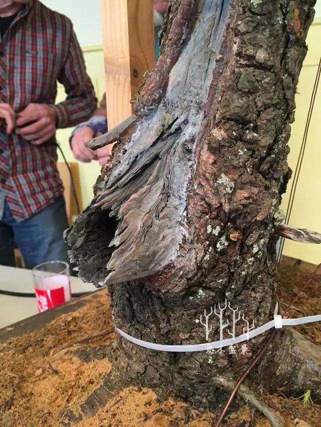 松树盆景大截口怎么处理的方法