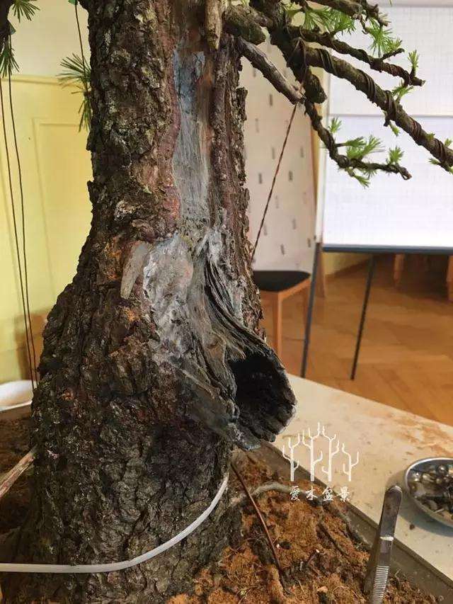 松树盆景大截口怎么处理的方法