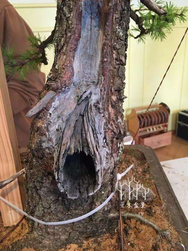 松树盆景大截口怎么处理的方法