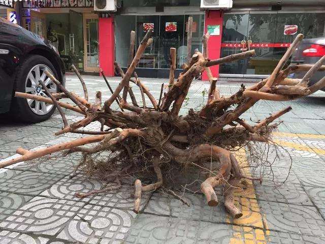 雀梅大丛林盆景怎么造型的方法 