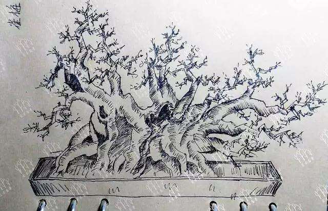 雀梅大丛林盆景怎么造型的方法 