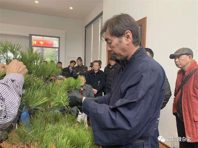 中日盆景大师怎么同场献艺