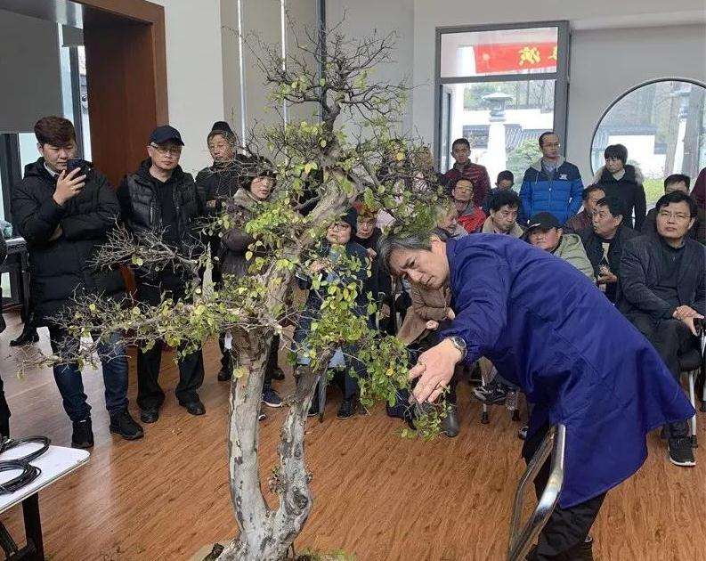 中日盆景大师怎么同场献艺