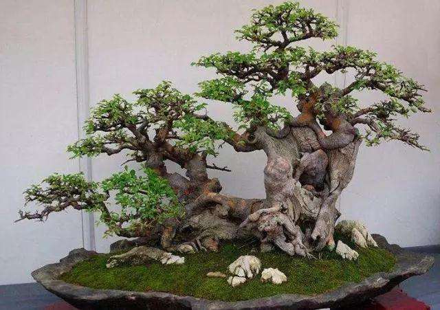 金雀盆景怎么浇水最好的方法