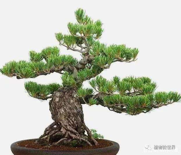 松树盆景在夏季怎么养护的4个方法