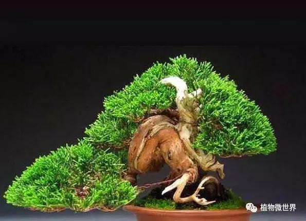 松树盆景在夏季怎么养护的4个方法