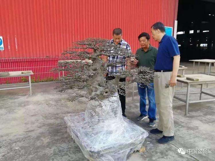 2019年8月 北京世界盆景园艺博览会