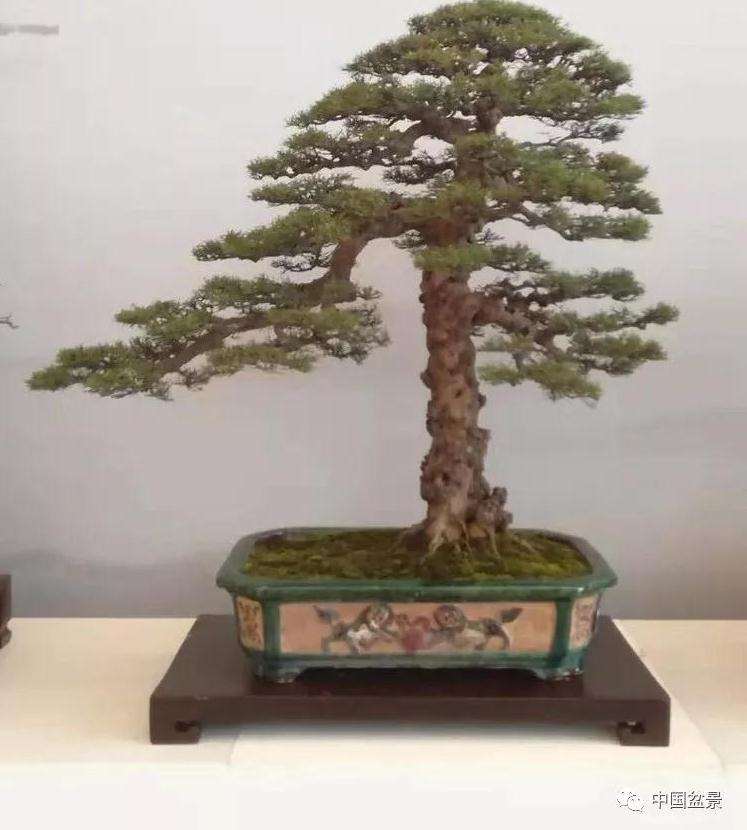 2019年8月 北京世界盆景园艺博览会