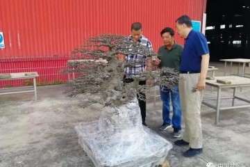 2019年8月 北京世界盆景园艺博览会