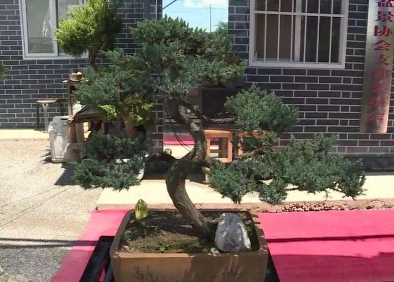 第十一届陇南举办盆景奇石展