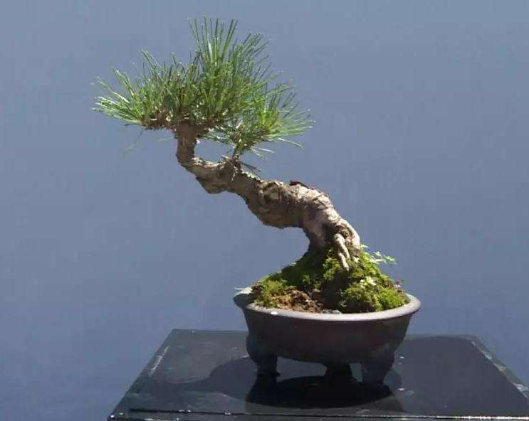 第十一届陇南举办盆景奇石展