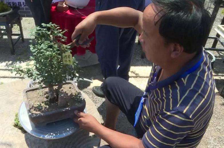 第十一届陇南举办盆景奇石展