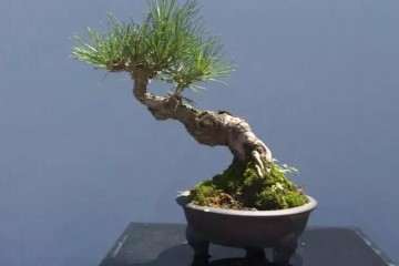 第十一届陇南举办盆景奇石展