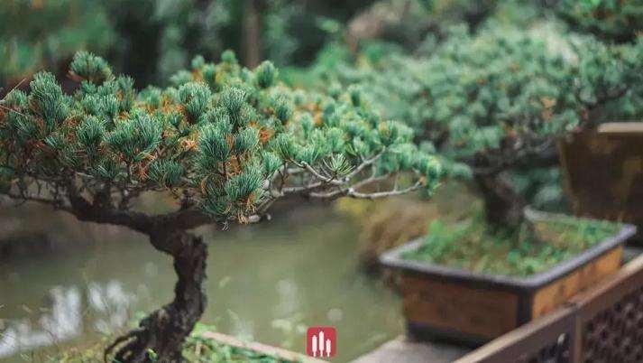 杭州超山盆景艺术博物馆