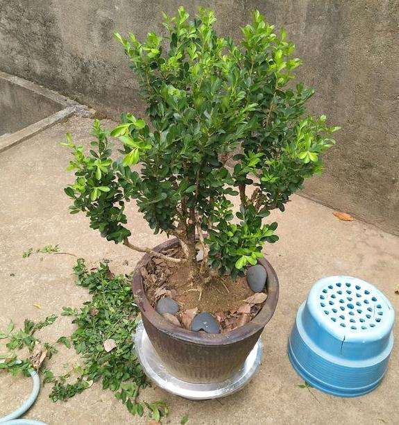 这棵黄杨盆景是什么品种