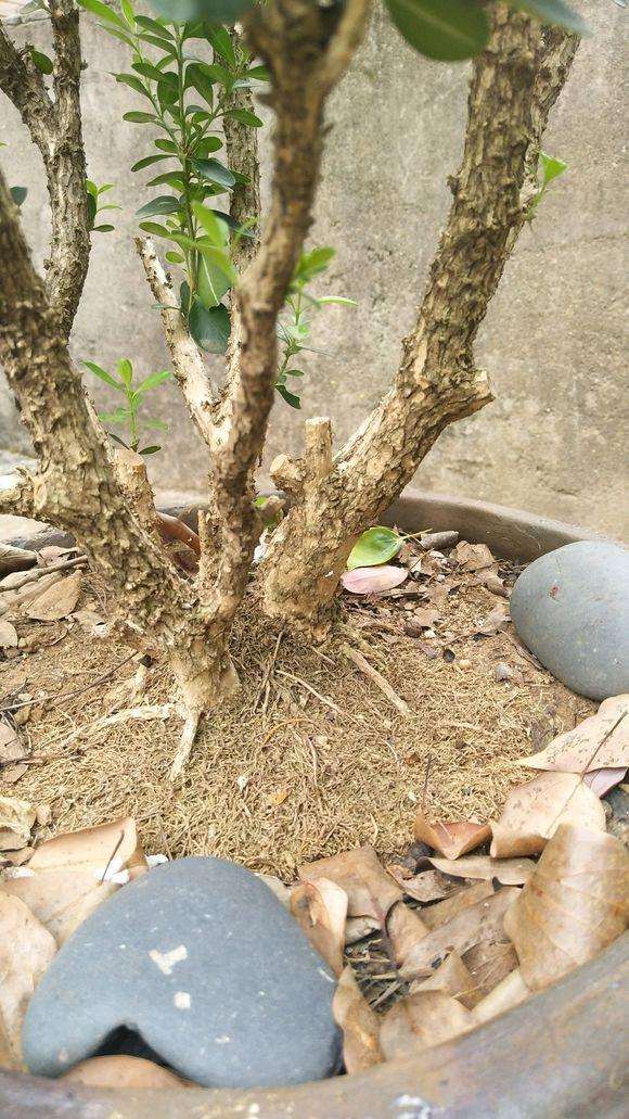 这棵黄杨盆景是什么品种