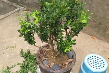 这棵黄杨盆景是什么品种 怎么修剪