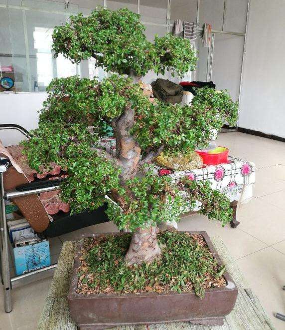 这个是不是黄杨木盆景是属于什么品种呢