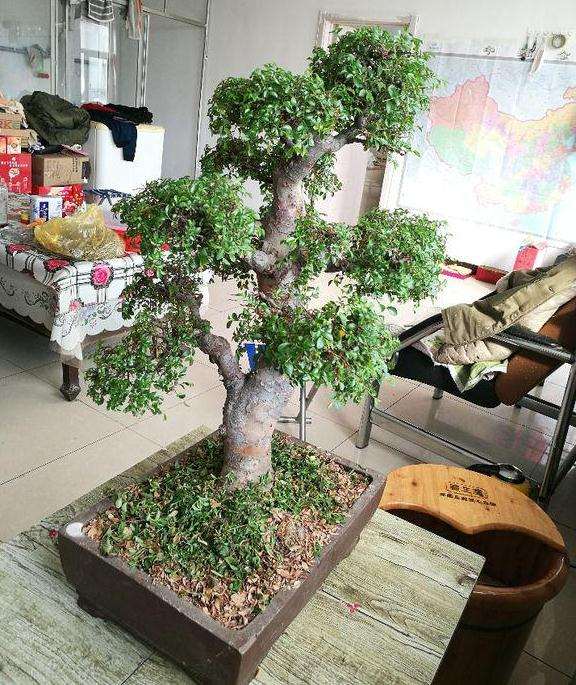 这个是不是黄杨木盆景是属于什么品种呢