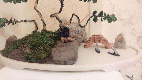 养了两年的龙鳞黄杨盆景是怎么成型的