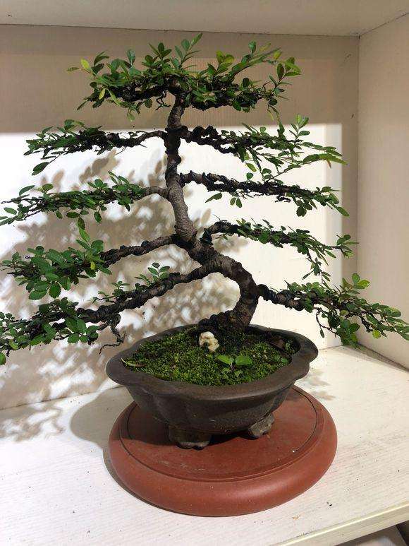 养了两年的龙鳞黄杨盆景是怎么成型的