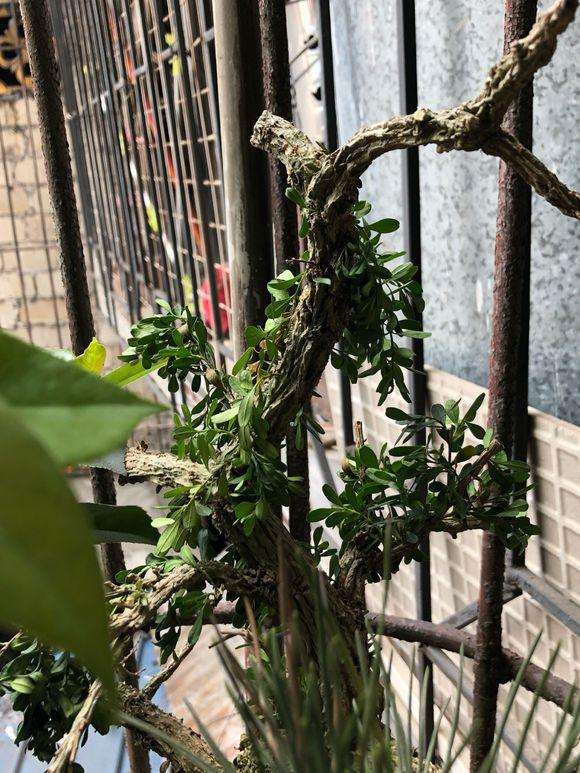 这黄杨盆景怎么回事就死了 是什么原因