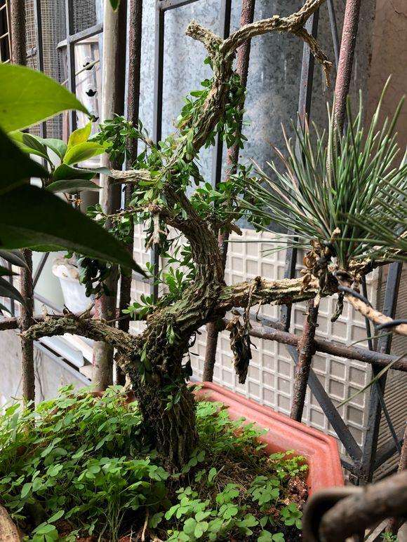 这黄杨盆景怎么回事就死了 是什么原因