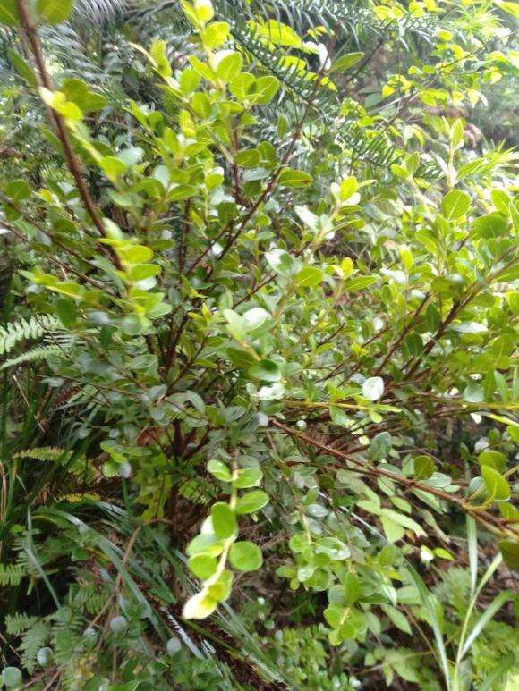 挖了一颗独杆黄杨盆景 有人说是赤楠