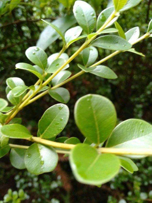 挖了一颗独杆黄杨盆景 有人说是赤楠