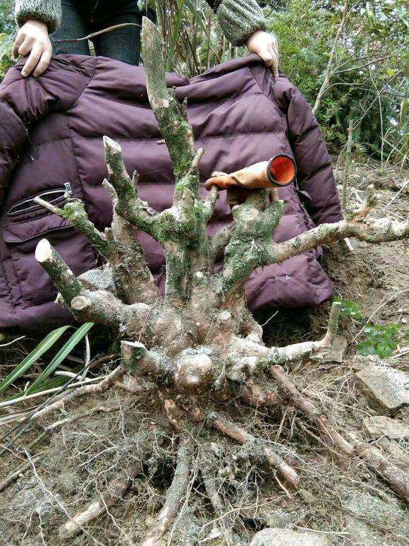 挖了一颗独杆黄杨盆景 有人说是赤楠