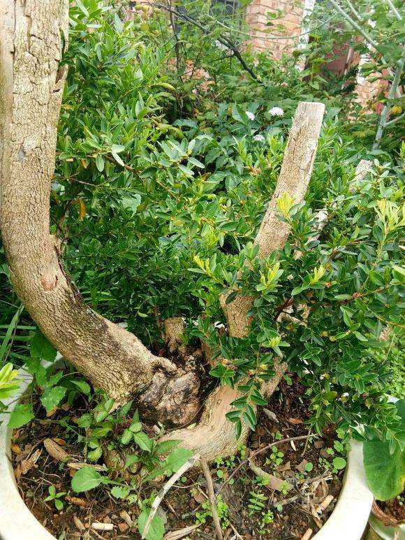 这是什么品种的黄杨盆景 怎么蟠扎制作