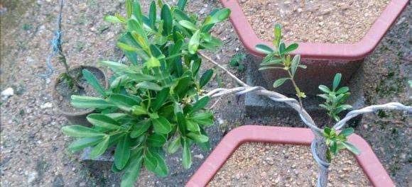 这是什么品种的黄杨盆景 怎么蟠扎制作