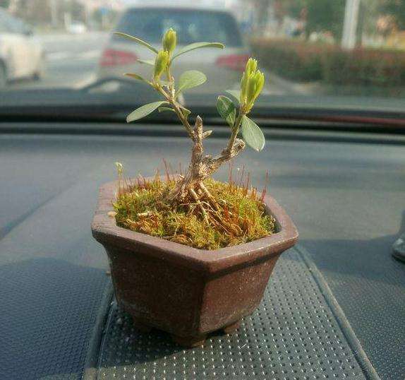 今天买了个黄杨盆景 