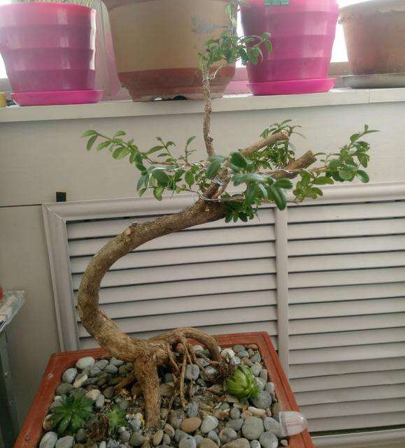 今天买了个黄杨盆景 