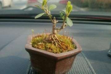 今天买了个珍珠黄杨盆景 40元 贵不贵