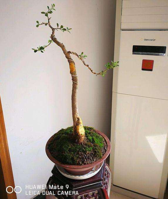 为什么修剪了一颗黄杨盆景