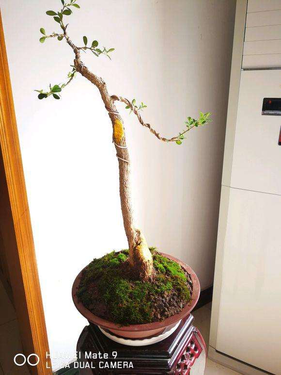 为什么修剪了一颗黄杨盆景