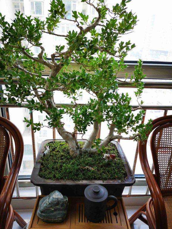 这个黄杨盆景怎么修剪最好