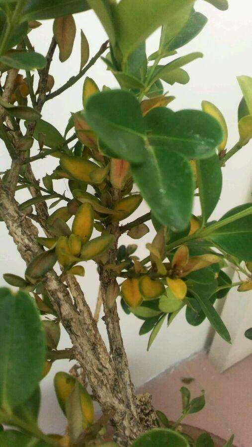 黄杨盆景的叶子发黄发蔫怎么办