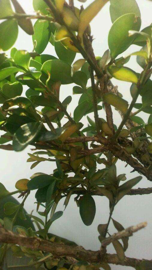 黄杨盆景的叶子发黄发蔫怎么办