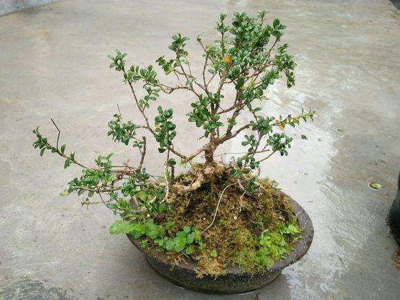 云南珍珠黄杨盆景在上盆后怎么发芽养护