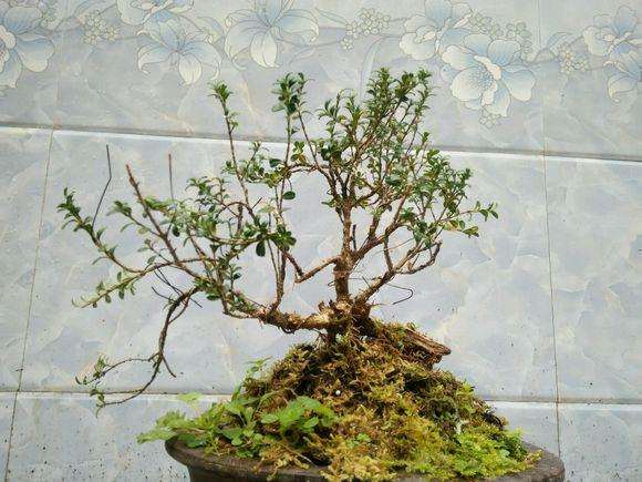 云南珍珠黄杨盆景在上盆后怎么发芽养护